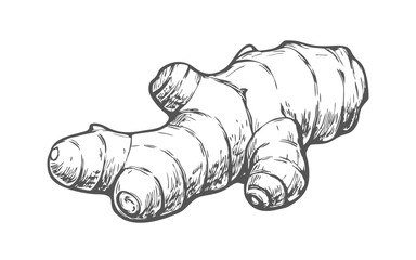 Hand-drawn sketch of turmeric root in a detailed line art style. Perfect for botanical illustrations, wellness products, herbal packaging, labels, and nature-inspired designs.