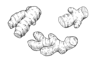 Hand-drawn sketch of turmeric root in a detailed line art style. Perfect for botanical illustrations, wellness products, herbal packaging, labels, and nature-inspired designs.
