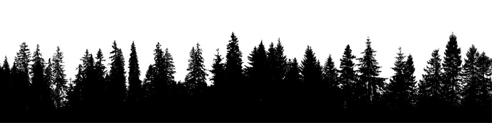 Forest background, pine silhouette banner fir tree landscape © Auguste Lange