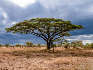 Obraz premium Impressive umbrella acacia in front of a dramatic sky in the Serengeti.