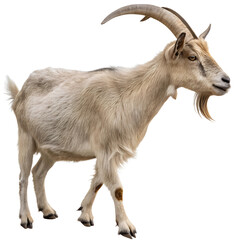 Fototapeta premium Adult goat with horns Isolated Trasnparent Background, Png Isolated, Trasnparent Background