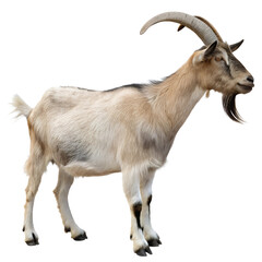 Obraz premium Adult goat with horns Isolated Trasnparent Background, Png Isolated, Trasnparent Background