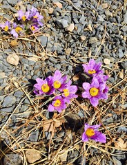 flowers among the stones