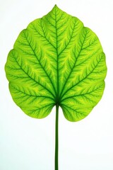 Fototapeta premium Intricate vein detail of Ginkgo Biloba leaf against pure white , closeup, closeup shot