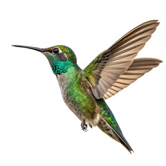 Obraz premium close up photo of hummingbird in flight isolated on transparent png
