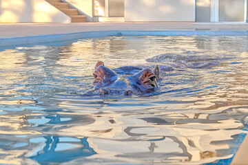 Hippo swims in a swimming pool