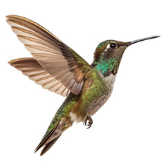 hummingbird in flight isolated on white