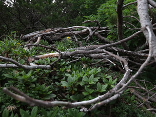 Steaming volcanic vents dot a barren, rocky landscape under a cloudy sky, hinting at the Earth's raw power