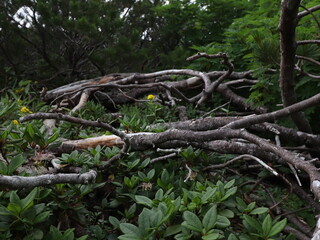 Steaming volcanic vents dot a barren, rocky landscape under a cloudy sky, hinting at the Earth's raw power