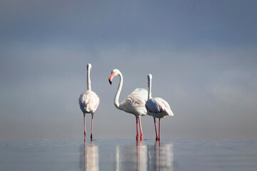 Wild african birds. Group of Greater african flamingos  walking around the blue lagoon on a sunny day