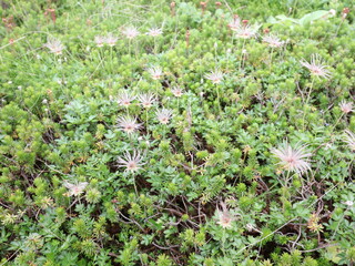 Steaming volcanic vents dot a barren, rocky landscape under a cloudy sky, hinting at the Earth's raw power