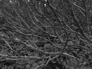 Steaming volcanic vents dot a barren, rocky landscape under a cloudy sky, hinting at the Earth's raw power