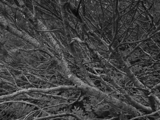 Steaming volcanic vents dot a barren, rocky landscape under a cloudy sky, hinting at the Earth's raw power