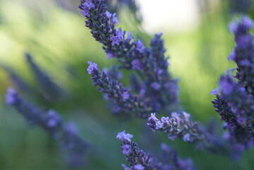 Lavender flowers on green background