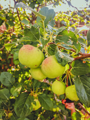 apples on a tree