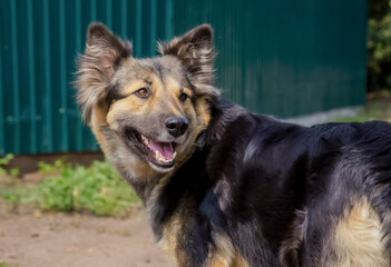 portrait of german shepherd dog