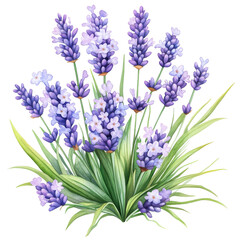 Fototapeta premium Colorful Spring Flowers Clipart, Botanical Graphics, Floral graphics for digital design