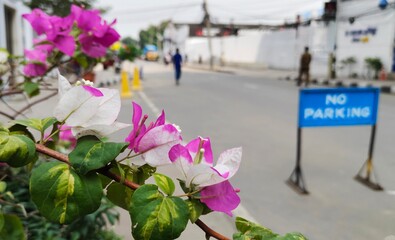 Pink and White Bagan Bilash Flower, Empty Road
