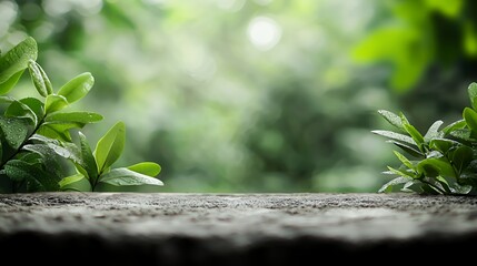 Lush Green Leaves on Wooden Surface Nature Background