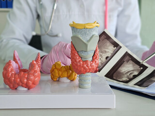 Medical professional examines thyroid models while reviewing ultrasound images
