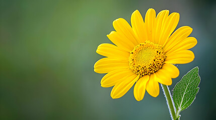 Obraz premium Vibrant Yellow Flower with Green Background