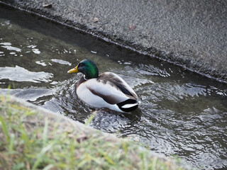 female mallard wild duck scient. name Anas platyrhynchos bird an