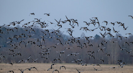 Rast- und Überwinterungsgebiet von Nonnengänse oder auch Weißwangengänse genannt in der Wedeler Marsch bei Hamburg
