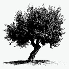 a vintage black and white vector very detailed of olive tree isolated on white background