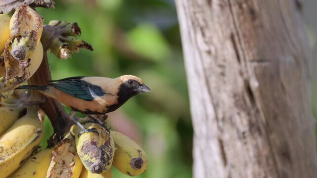 Burnished-buff Tanager tropical bird eating banana fruit food in Rainforest jungle