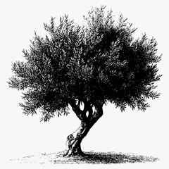 a vintage black and white vector very detailed of olive tree isolated on white background
