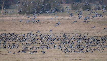 Rast- und Überwinterungsgebiet von Nonnengänse oder auch Weißwangengänse genannt in der Wedeler Marsch bei Hamburg
