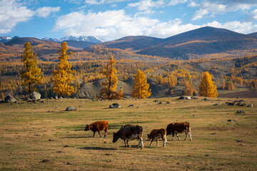 Cows are grazing on a grassy meadow amid vibrant autumn colors with rolling hills and a scenic treeline in the background under a partially cloudy blue sky.