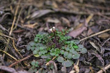 Cardamine hirsuta Linnaeus Hairy Bittercress flower petals white close up