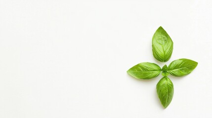 Fresh basil leaf isolated on white background with full depth of field. Top view with copy space for your text. Flat lay