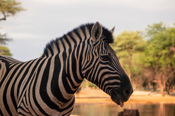 Wild african life. Close up Namibian mountain zebra in the middle of the savannah.