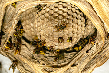 A large hornet's nest in close-up. The hornet is building its nest, the view from below