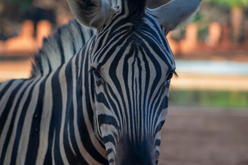 Wild african life. Close up Namibian mountain zebra in the middle of the savannah.