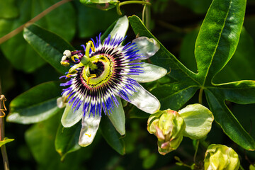 Close-up of Exotic Passion Flower in Bloom. Vibrant Nature Macro. A stunning passion flower in full...