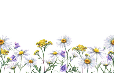 Daisies and bluebells on a white background, seamless border of wildflowers. Watercolor illustration with daisies, hand-painted. A clipart with pharmacy herbs and flowers for making invitations