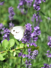 Motyl  © Marta