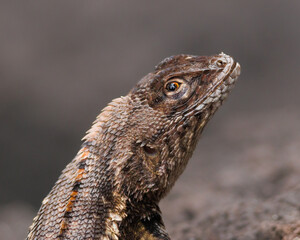 Closeup of lava lizzard
