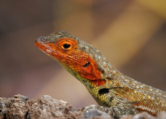 Lizzard looking