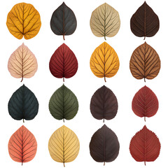 Obraz premium Autumn Leaf Collection Diverse Colors Isolated on Transparent Background