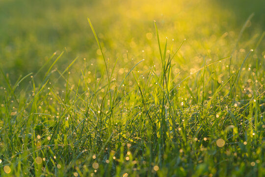 View of dew-covered grass blades shining in the gentle sunlight, capturing the tranquility and freshness of nature. High quality photo - Powered by Adobe