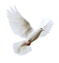 Fototapeta premium Isolated on a white background is a dove flying freely and unencumbered