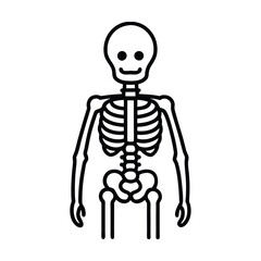 3d rendered illustration of a skeleton