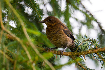 Junge Amsel ( Turdus merula )	