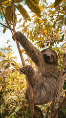 A sloth basking in the sunlight while hanging from a tree