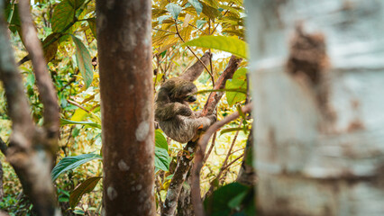 A sloth relaxing among the branches, camouflaged in the vegetation