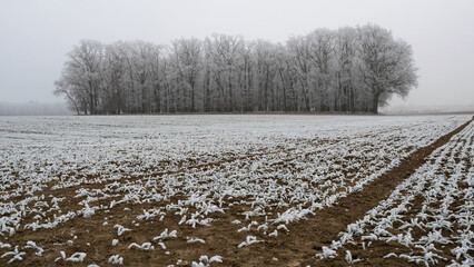 Winter inversion in the foothills, Czech Republic
